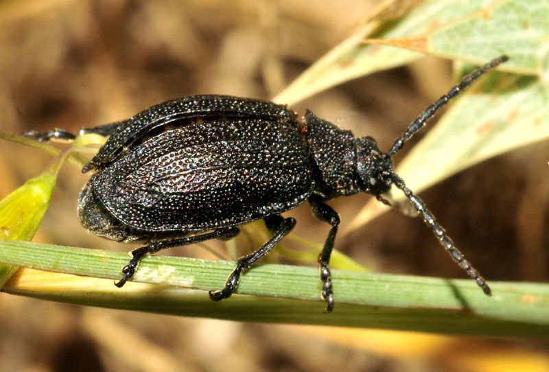 Galeruca sp. dalla Grecia